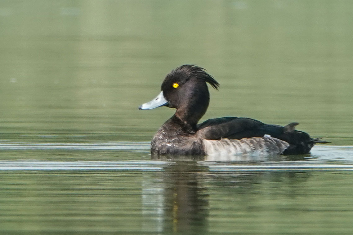 Tufted Duck